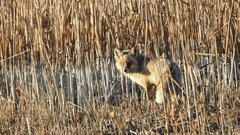 Vulpes vulpes