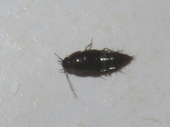 Habrocerus capillaricornis