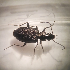 Sericoda quadripunctata