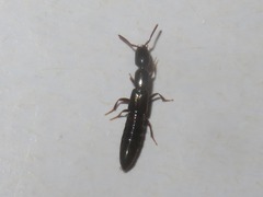 Xantholinus longiventris