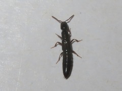 Xantholinus longiventris