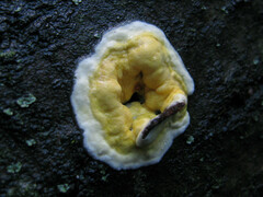 Trichoderma sulphureum