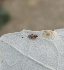 Monosteira unicostata