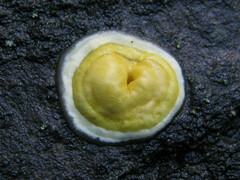 Trichoderma sulphureum