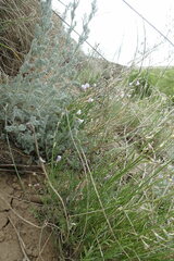 Astragalus tenuifolius