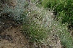 Astragalus tenuifolius