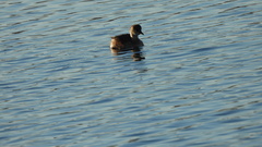 Tachybaptus ruficollis