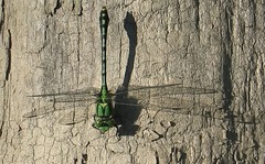 Ophiogomphus obscurus