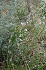Astragalus tenuifolius