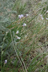 Astragalus tenuifolius
