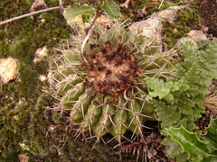 Parodia erinaceus