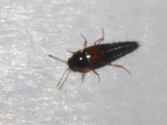 Tachyporus hypnorum