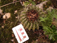 Parodia erinaceus
