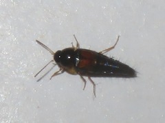 Tachyporus hypnorum