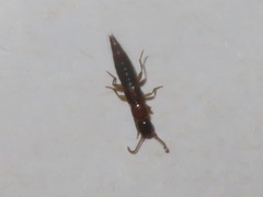 Medonina
