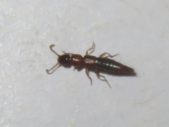 Medonina