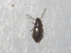 Acupalpus dubius