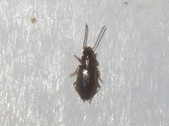 Acupalpus dubius