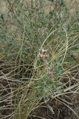 Atraphaxis frutescens