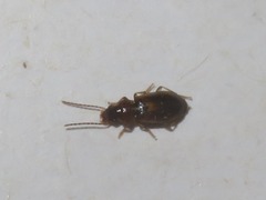 Acupalpus dubius