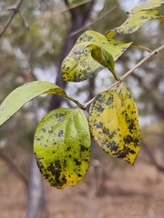 Ziziphus mauritiana