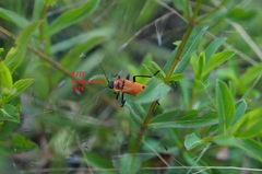 Chauliognathus togatus