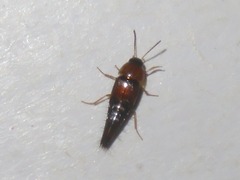 Tachyporus solutus