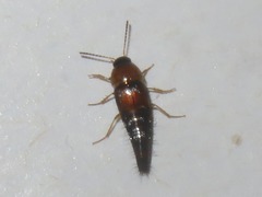 Tachyporus solutus