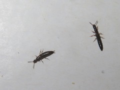 Xantholinus longiventris