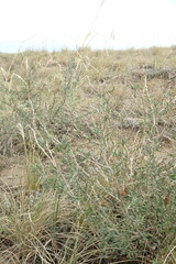 Atraphaxis frutescens