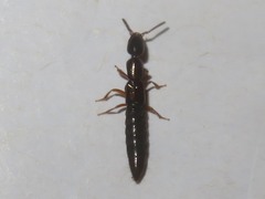 Xantholinus longiventris