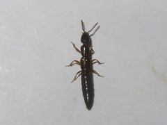 Xantholinus longiventris