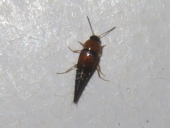 Tachyporus solutus