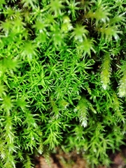 Tortella squarrosa