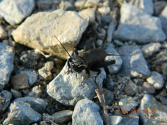 Melanogryllus desertus