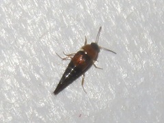 Tachyporus solutus