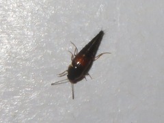 Tachyporus hypnorum