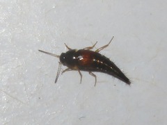 Tachyporus hypnorum