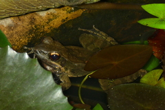 Sylvirana mortenseni