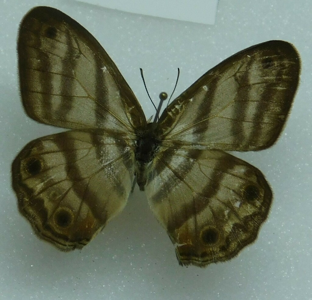 Euptychia lutea