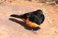 Thamnolaea cinnamomeiventris