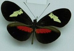 Heliconius himera