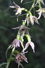 Epipactis leptochila