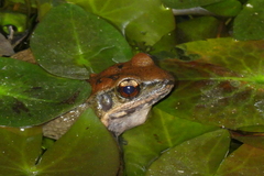 Sylvirana mortenseni