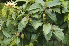 Reevesia pubescens