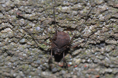 Lophopilio palpinalis