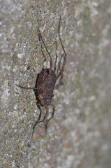 Lophopilio palpinalis