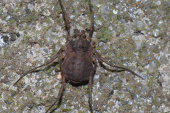 Lophopilio palpinalis