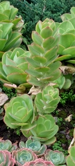 Gibbiflorae