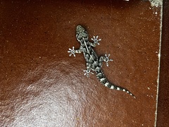 Tarentola angustimentalis